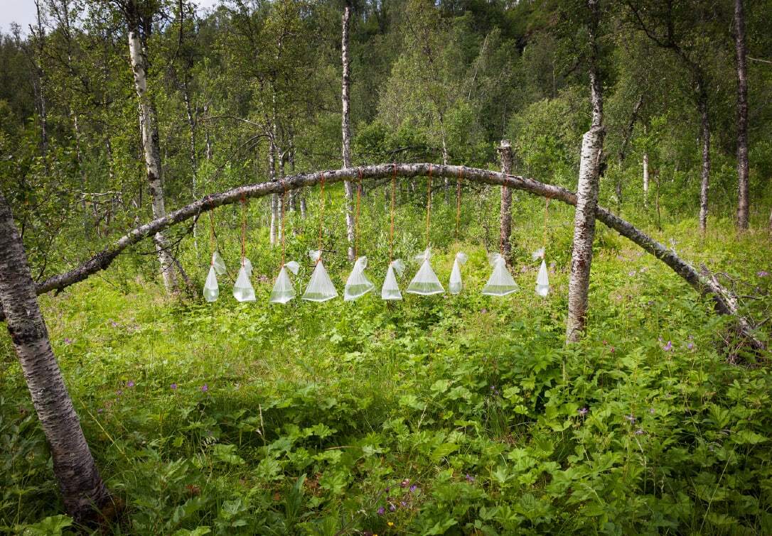 Hilde Angel Danielsen, Resilience bows in birch forest, 2023